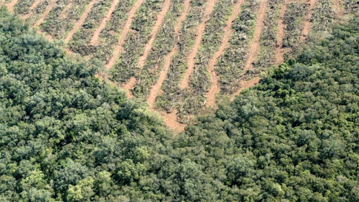 Deforestación en Entre Ríos, en 15 años se perdieron 58.000 ha de bosque nativo